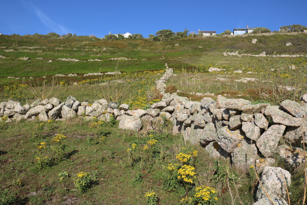 Cornish Hedge at Sennen