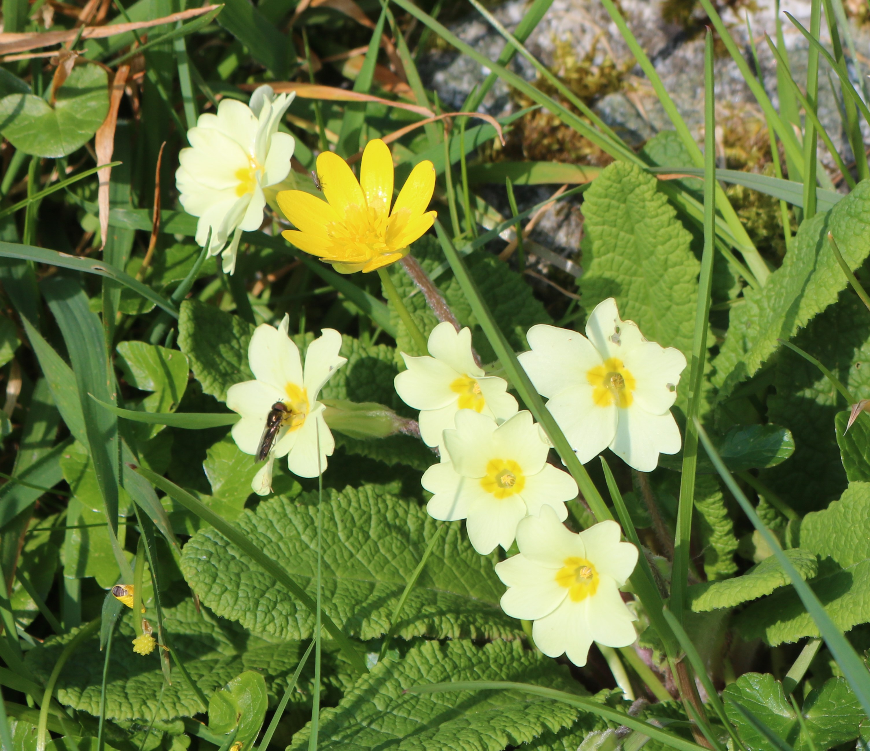 Primrose and Lesser Celandine